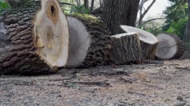 Boyutlanmış ağaç eski parkta 4k