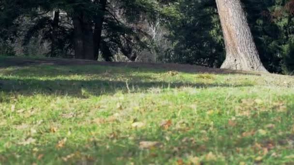 Viejo parque al comienzo del invierno — Vídeo de stock