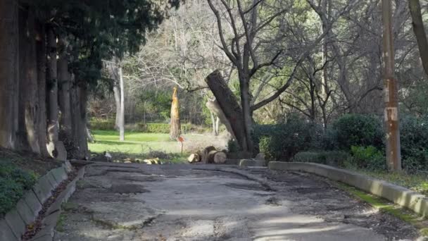 Viejo parque al comienzo del invierno — Vídeo de stock