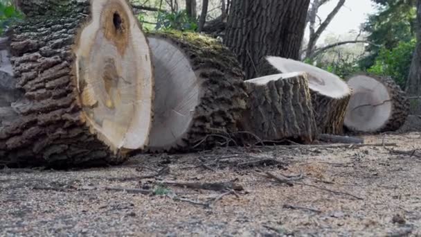 Árbol Aserrado Viejo Parque — Vídeos de Stock