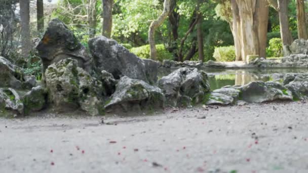 老公园里的小池塘 — 图库视频影像