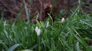 Kardelen kışın Park