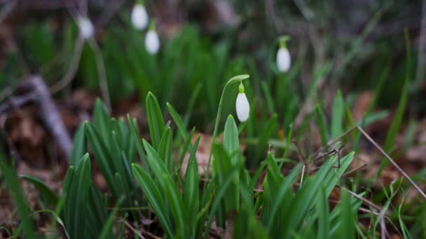 Snowdrops Park Winter — Stock Video