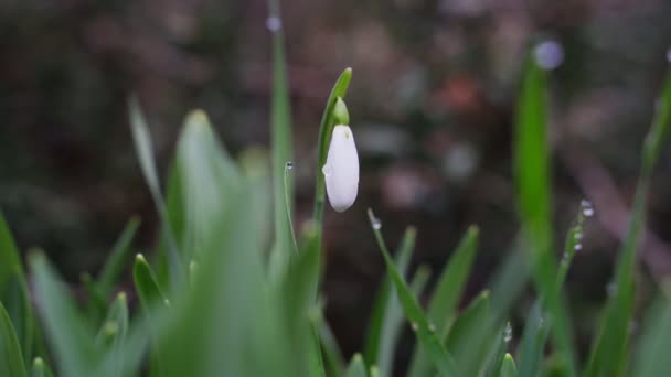 Sneeuwklokjes in het park in de winter — Stockvideo