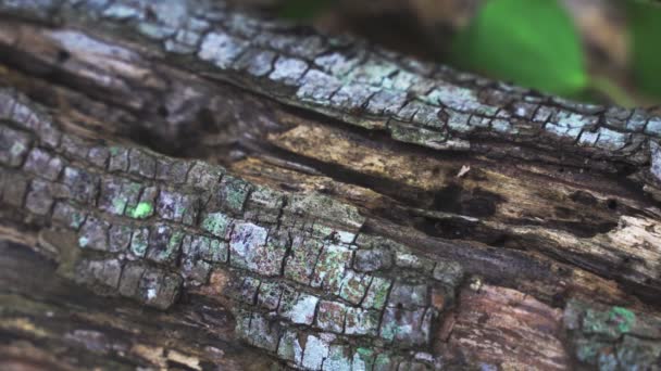 Hormigas arrastrándose sobre un tronco mentiroso — Vídeos de Stock
