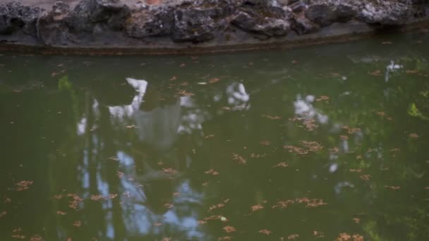 Chica Artista Refleja Agua Estanque Con Agua Verde Pintura Paisaje — Vídeos de Stock