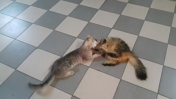Two Cats Floor Play Each Other Fight — Stock Video