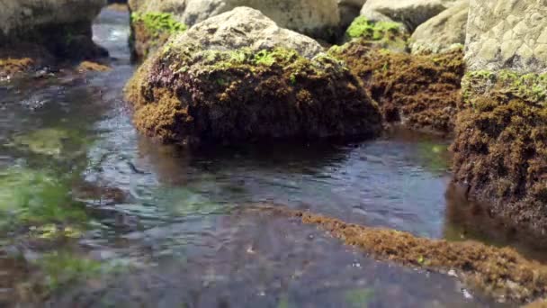 Piedras Agua Mar Clara Con Algas Ellos — Vídeo de stock