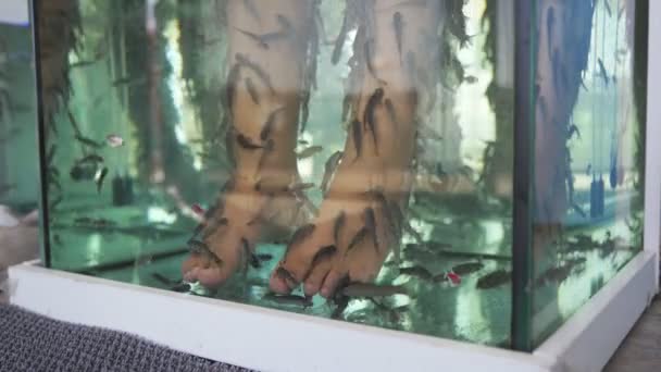 小さな施設できれいな4Kクライアントの足の水族館でガラルファ魚 — ストック動画