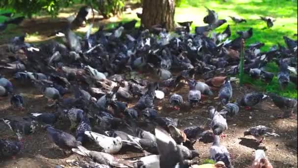 A large flock of pigeons — Stock Video