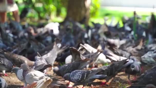 Een grote kudde van duiven — Stockvideo