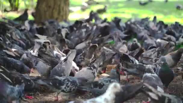 A large flock of pigeons — Stock Video