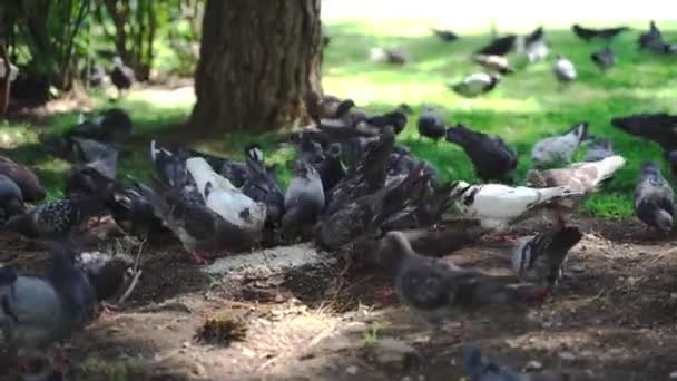 Un grand troupeau de pigeons — Video