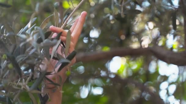 Χέρι Μιας Κοπέλας Γλιστράει Ένα Κλαδί Μαύρες Ελιές Στο Πάρκο — Αρχείο Βίντεο