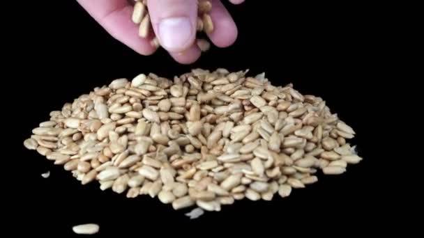 Sementes descascadas close-up em um fundo preto. As sementes descascadas fritas giram 360 graus. A mão masculina mistura as sementes. 4k — Vídeo de Stock