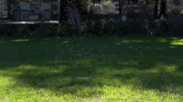 A flock of midges on a sunny day in a park area. 4k — Stock Video