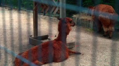 İki kahverengi lama. Küçük bir hayvanat bahçesinin parmaklıkları arkasında iki yalnız lama. Lama 'lar saman yer, bayan ve çitin arkasında dinlenir. 4k
