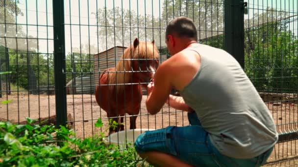 动物园里的小马驹 一个男人正试图把一匹小马打穿铁栏 — 图库视频影像