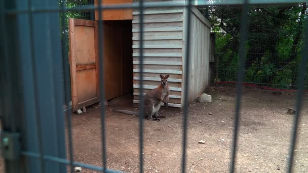 Canguro Solitario Tras Las Rejas Pequeño Zoológico — Vídeo de stock