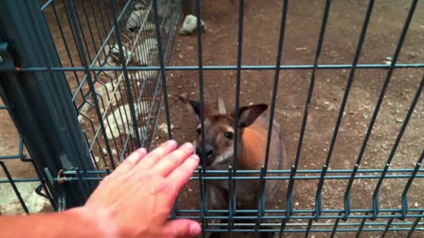 수컷은 캉가루 손으로 막대기로 동물원의 감옥에 외로운 캥거루 — 비디오