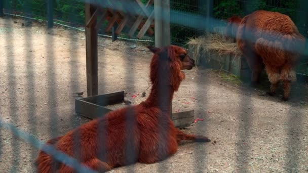 2つの茶色のラマ 小さな動物園のバーの後ろに2つの孤独なラマ ミスやフェンスの後ろに残りの干し草を食べる — ストック動画