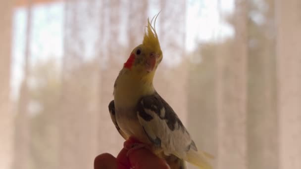 Loro Corella primer plano en una mano femenina — Vídeos de Stock