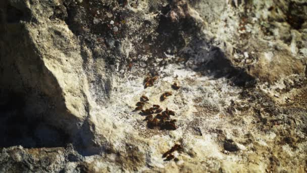 Een zwerm wilde bijen op een steen in de natuur koesteren in de zon. 4k — Stockvideo