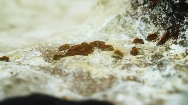 Рід диких бджіл на камені в природі на сонці. 4k — стокове відео