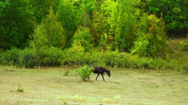 Hästfamilj. Tre mörka hästar går på fälten, leker och äter gräs. Ett ungt föl springer efter sin mammas häst genom fälten. 4k — Stockvideo