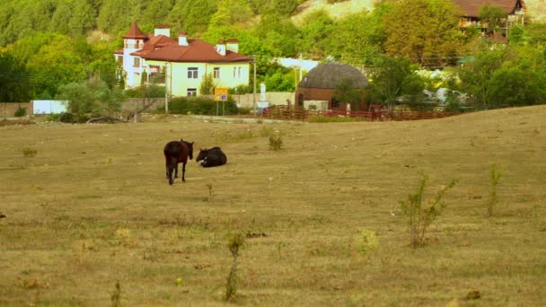 Famille de chevaux. Trois chevaux noirs marchent dans les champs, jouant et mangeant de l'herbe. Un jeune poulain court après sa mère à cheval dans les champs. 4k — Video