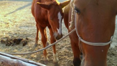 Atlar ahırda. Atlar bir ahırda dinleniyor, yan yana duruyorlar. Ahırdaki bir atın portresi. Atların gözlerinde uçar. 4k