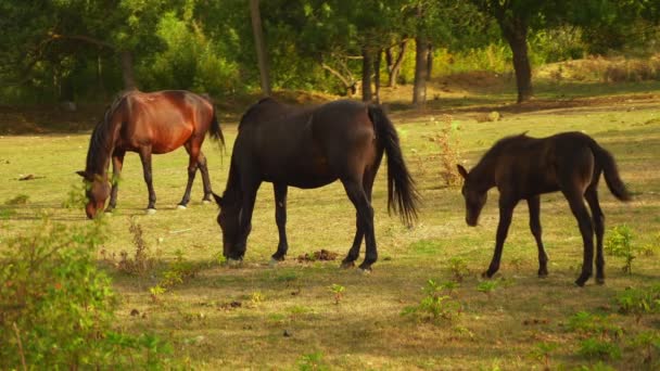 Семья лошадей. Три темные лошади ходят по полям, играют и едят траву. Молодой жеребенок бежит за лошадью своих матерей через поля. 4k — стоковое видео