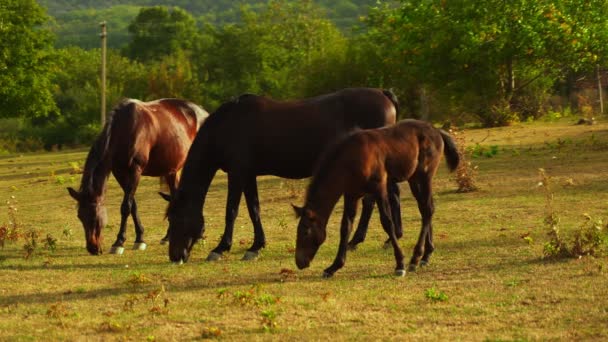 Paardenfamilie. Drie donkere paarden lopen in de velden, gras spelend en etend. Een jong veulen rent achter zijn moeders paard aan door de velden. 4k — Stockvideo