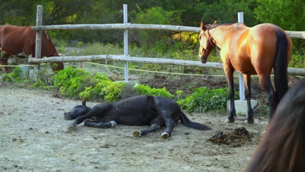Konie w boksie. Konie odpoczywają w boksie, stojąc obok siebie. Portret konia w boksie z bliska. Muchy w oczach koni. 4k — Wideo stockowe