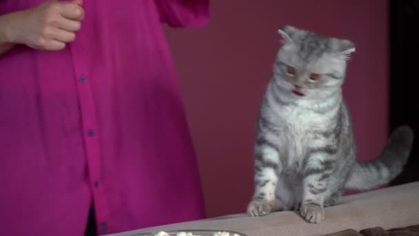 Hermoso Gato Doméstico Escocés Pliegue Cerca Las Manos Femeninas Con — Vídeos de Stock
