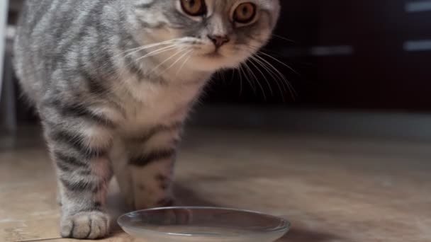 Όμορφη Scottish Fold Γάτα Πεινάει Και Ζητά Φαγητό Από Τον — Αρχείο Βίντεο