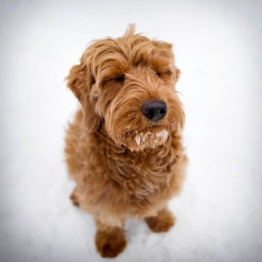 Gözleri ile karda oturan bir minyatür goldendoodle köpek yavrusu kapalı.
