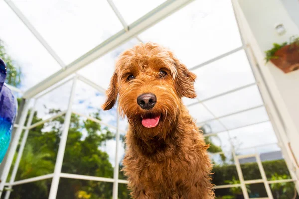 Natte Miniatuur Golden Doodle Kijken Naar Camera Florida Lanai Gebied — Stockfoto