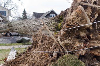 Ağaç üzerinde bir araba ne de-Paskalya fırtınadan sonra düşer ve aynı zamanda bir telefon direğine ve güç hattı alır