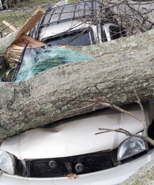 Tree falls on a car after Nor-easter storm and also takes down a telephone pole and power line clipart
