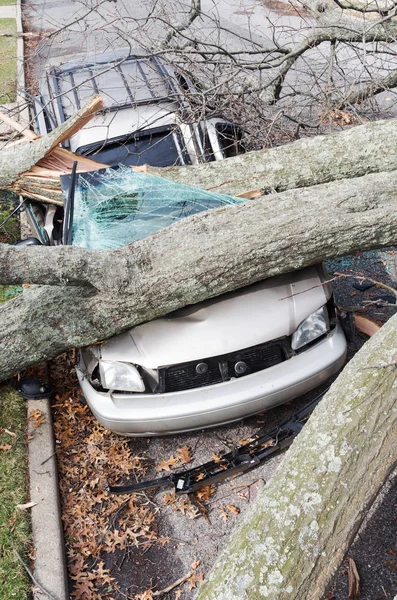 Tree falls on a car after Nor-easter storm and also takes down a telephone pole and power line