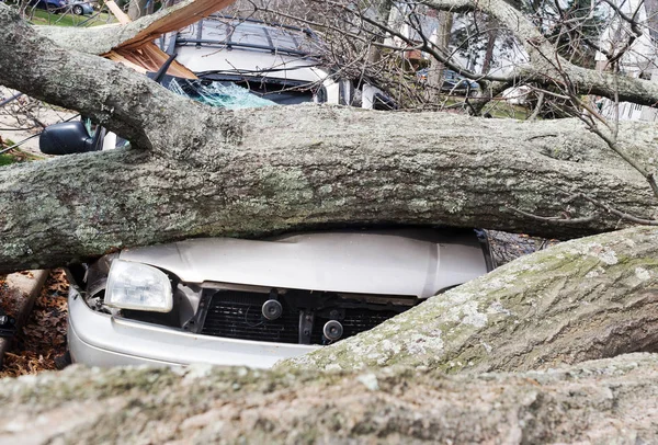 Tree falls on a car after Nor-easter storm and also takes down a telephone pole and power line