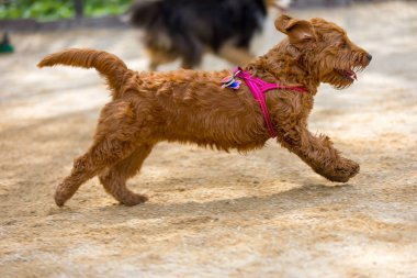 köpek parkında çalıştıran minyatür altın doodle