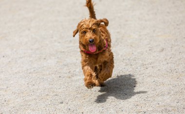 çalışan mini altın doodle köpek yavrusu