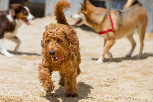 Garabato dorado en miniatura corriendo en parque de perros —  Fotos de Stock