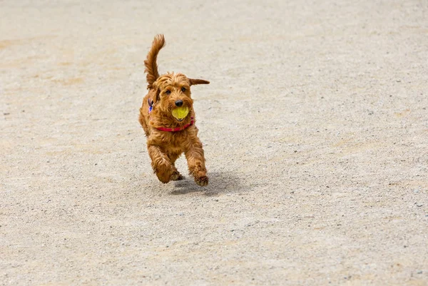 miniature golden doodle playing fetch