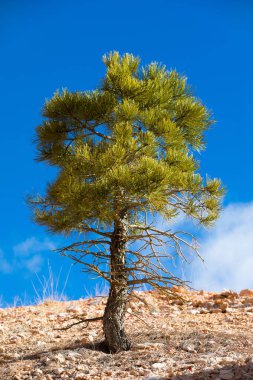 Bryce Canyon Milli Parkı Ponderosa Çam ağacı