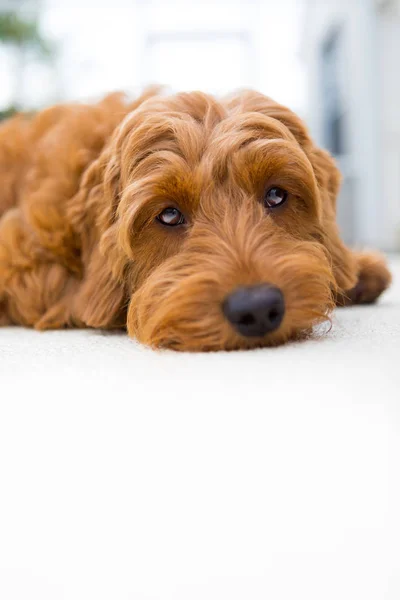 Preguiçoso cão — Fotografia de Stock