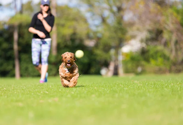 Miniature Goldendoodle playing fetch — Stock Photo, Image