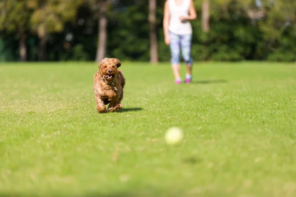 Miniatuur Goldendoodle spelen Fetch Stockafbeelding